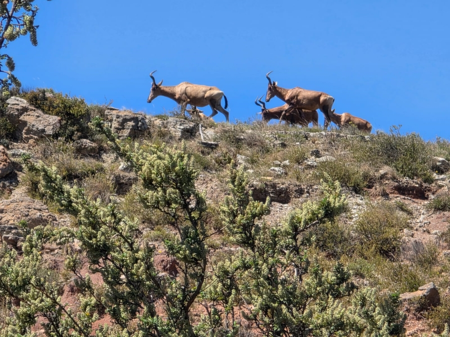 8 Bedroom Property for Sale in Bethlehem Rural Free State